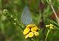 Modráčik krušinový (Celastrina argiolus)