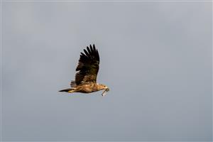 Aquila pomarina