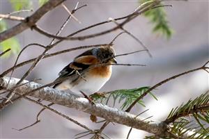 Fringilla montifringilla