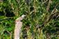 Picus viridis