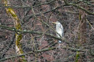 Ardea cinerea