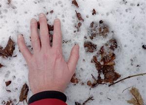 stopa canis lupus