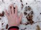 stopa canis lupus