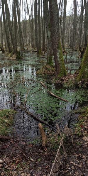 Porasty Hottonia palustris v slatinej jelšine v NPR Červený rybník. 