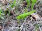 Kobylka šúrová (Ruspolia nitidula)