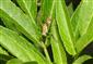 Kobylka bielopása (Leptophyes albovittata)