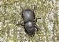 Dorcus parallelipipedus (Linnaeus, 1758)