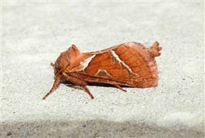 Hrotokrídlovec šalátový (Triodia sylvina)