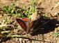 Lycaena phlaeas (Linnaeus, 1761)