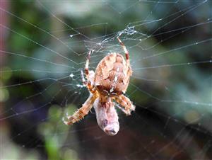 Križiak obyčajný (Araneus diadematus)