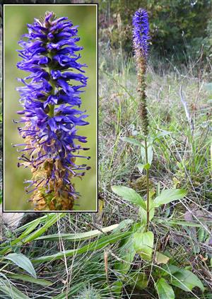 Veronika vstavačovitá (Veronica orchidea)