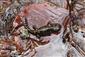 Salamandra salamandra