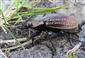 Carabus (Eucarabus) ulrichii ulrichii Germar, 1824