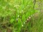 Kokorík voňavý (Polygonatum odoratum)