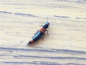 Drobčík Astrapaeus ulmi