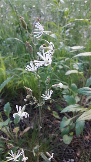 Silenka ovisnutá (Silene nutans)