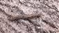 Limax maximus LINNAEUS, 1758