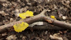 Rôsolovka zlatožltá (Tremella mesenterica)