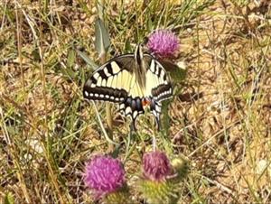 Vidlochvost feniklový (Papilio machaon)