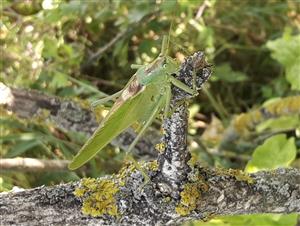 Kobylka zelená (Tettigonia viridissima)