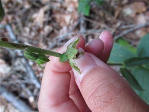 Epipactis helleborine 