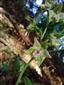 Epipactis komoricensis