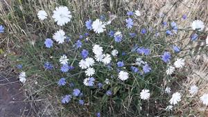Čakanka obyčajná (Cichorium intybus)