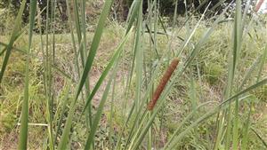 Pálka Úzkolistá (Typha angustifolia)