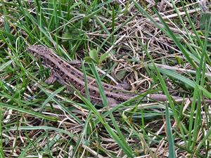 Lacerta agilis female