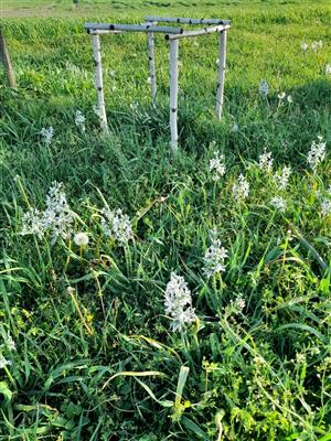 Ornithogalum boucheanum