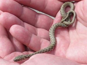 Natrix tessellata