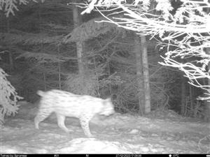 video lynx lynx