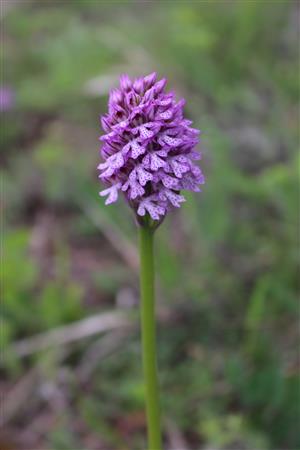 orchis tridentata
