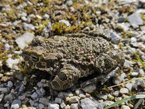 Bufo viridis