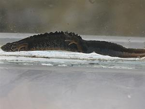 Triturus dobrogicus