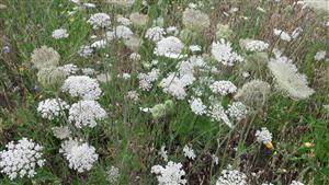Mrkva obyčajná (Daucus carota)