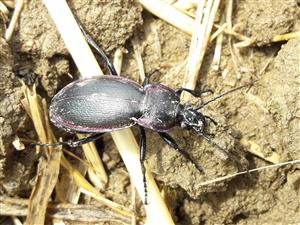 Bystruška menivá poddruh Helleri (Carabus scheidleri helleri)