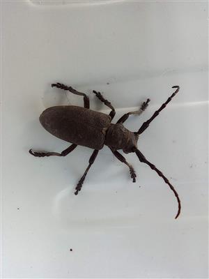 Lamia textor