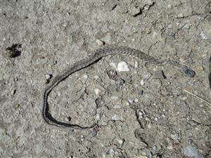 Natrix tessellata