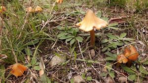 Lúčnica hrotitá (Hygrocybe acutoconica)