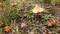 Hygrocybe acutoconica (syn.)