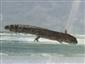 Salamandra salamandra