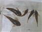 Cottus gobio