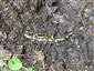 Salamandra