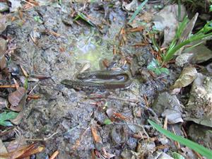 Triturus montandoni