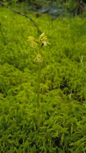 Corallorhiza trifida