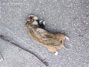 Cricetus cricetus - zrazený na ceste