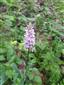 vstavacovec Fuchsov