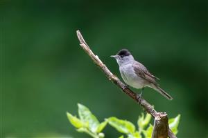 Penica čiernohlavá (Sylvia atricapilla)