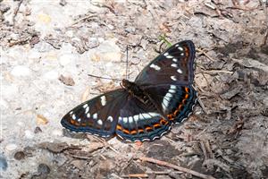 Bielopásovec topoľový (Limenitis populi)